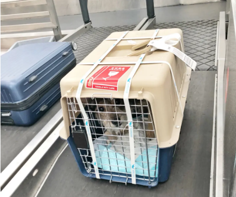 成都宠物托运 宠物托运公司 机场宠物托运 宠物空运